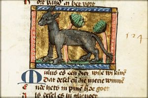 Mulus (mule)