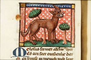 Molosus (dog)