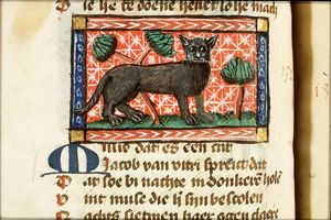 Mysio (cat)