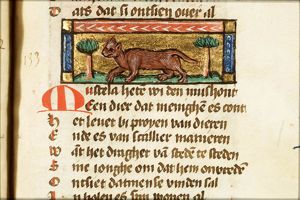 Mustela (weasel)