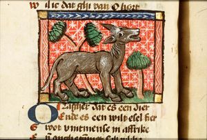 Onager (ass)