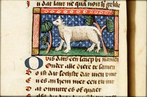 Ovis (sheep)