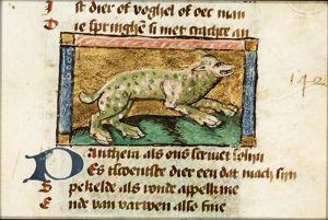 Panthera (panther)