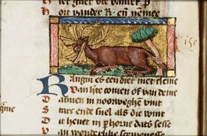 Rangium (kind of deer)