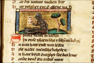Symea (monkey)