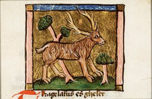 Tragelafus (antelope)