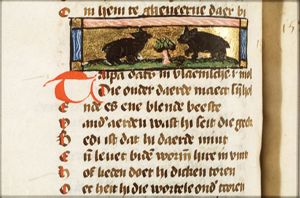 Talpa (mole)