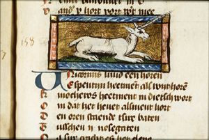Unicornus (unicorn)