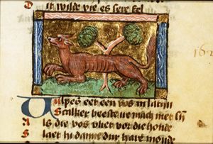 Vulpes (fox)