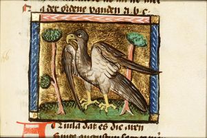 Aquila (eagle)