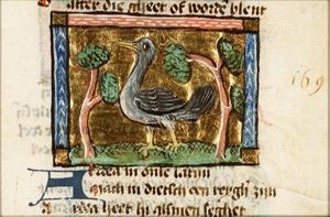 Ardea (heron)