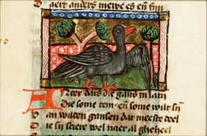 Ancer (goose)