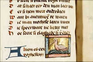 Alcioen (halcyon)