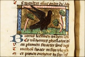 Buteus (hawk)