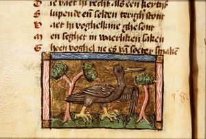Butorius (bittern)