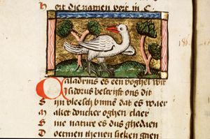 Caladerus