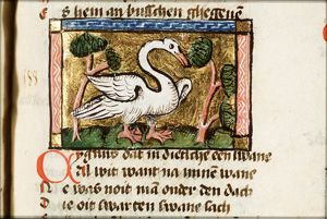 Cignus (swan)