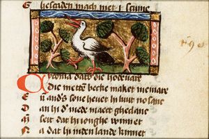 Cyconia (stork)