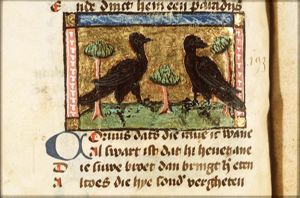 Corvus (raven)