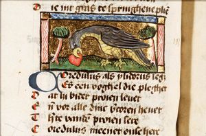 Coredulus