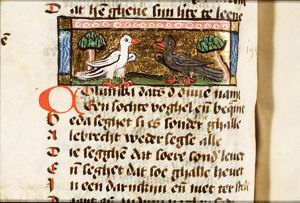 Columba (pigeon)
