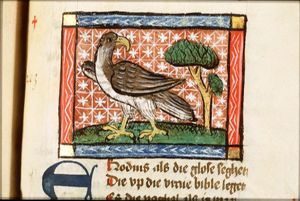 Erodius (falcon)