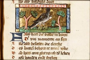 Falco (falcon)