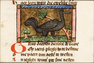 Grus (crane)