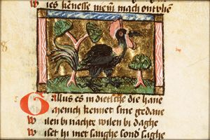 Gallus (cock)