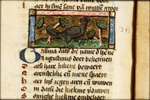 Gallina (hen)