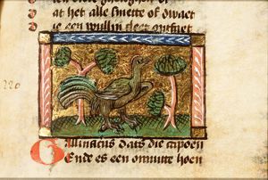 Gallinacius (kind of cockerel)