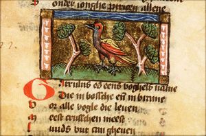 Gallus silvester (pheasant)