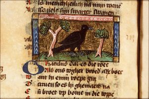 Graculus (rook)