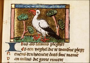 Ibis