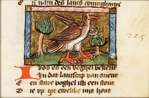 Ibis