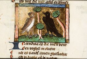 Incendula (raven)