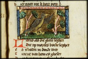 Larus