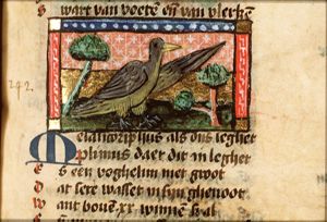 Melancorifus (kind of titmouse)