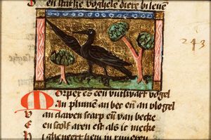 Morpex (cormorant)
