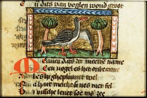 Meauca (gull)