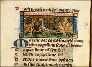 Merulus (blackbird)