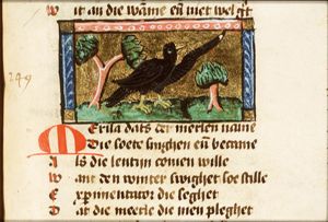 Merula (blackbird)
