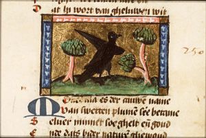 Monedula (jackdaw)