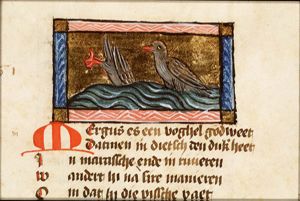 Mergus (merganser)