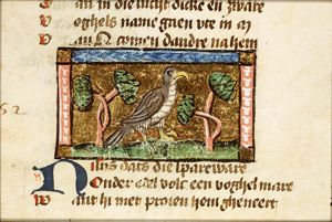 Nisus (sparrow hawk)