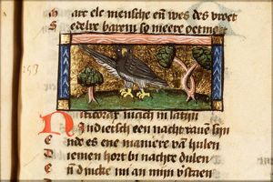 Nocticorax (owl)