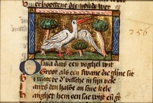 Osma (kind of swan)