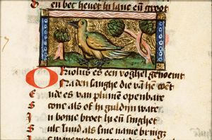 Oriolus