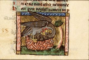 Pellicanus (pelican)