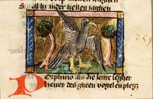 Porphiro (kind of waterfowl)